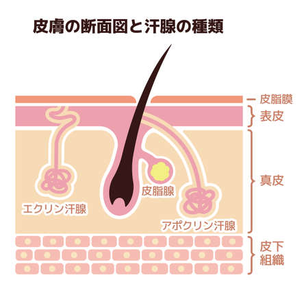 三次元組織・臓器のバイオプリンティング技術